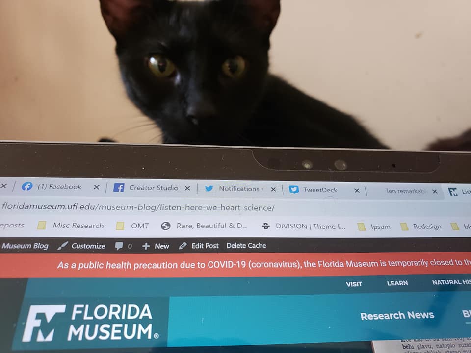 cat looking over the edge of a laptop screen