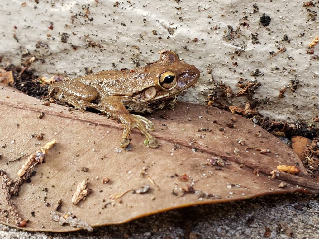 small brown frog on a brown leaf