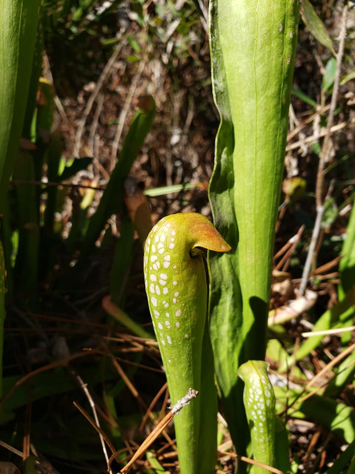 small pitcher plant leaves