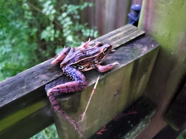 large mottled frog with long legs sitting on a wooden fence