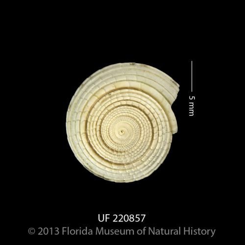 Architectonica nobilis, a sundial gastropod