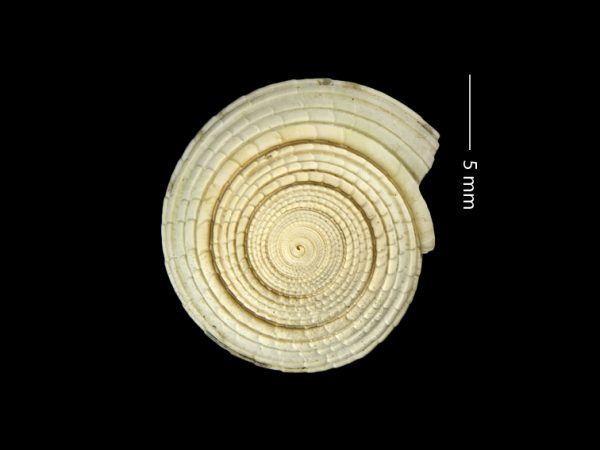 Architectonica nobilis, a sundial gastropod from the Gatún Formation. Photo from the Fossils of Panama website.