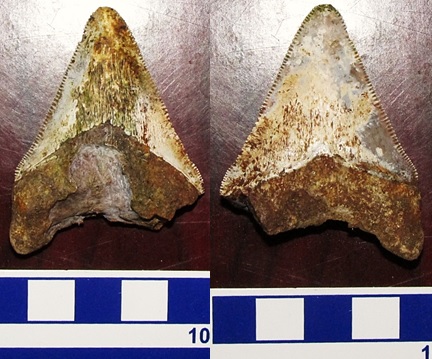 C. megaladon tooth from the shores of Lake Alajuela, Chagres National Park. Photo courtesy of E. Whiting.
