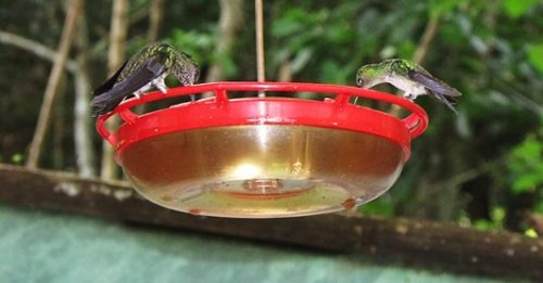 Hummingbirds at the Panama Rainforest Discovery Center's visitor center nectar feeders. Photo courtesy of E. Whiting.
