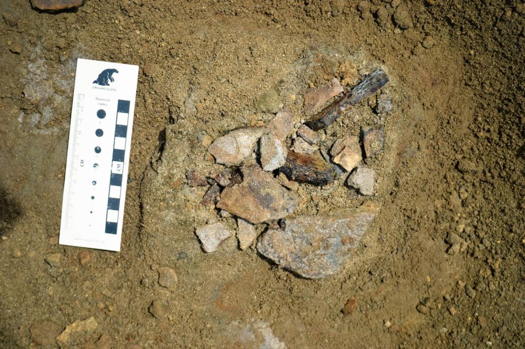Fragments of a fossil turtle, in place, shown with scale.