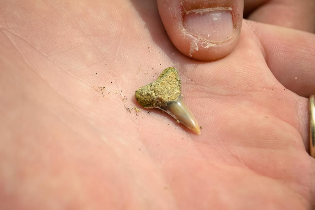 Close up of fossilized lemon shark tooth.