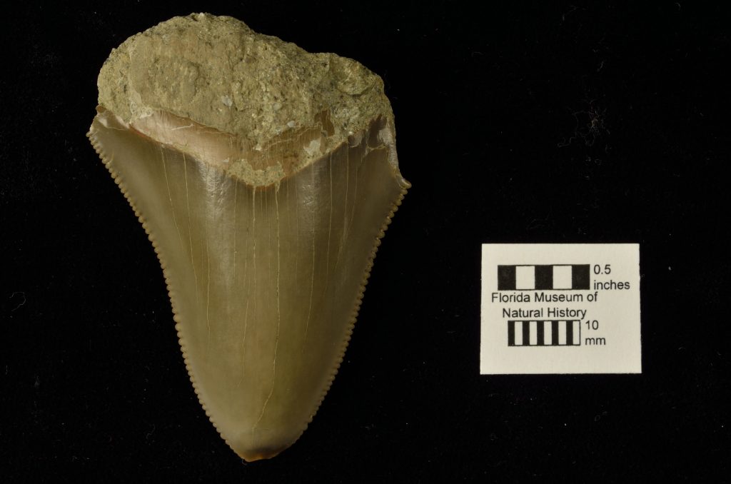 tooth of Carcharocles chubutensis
