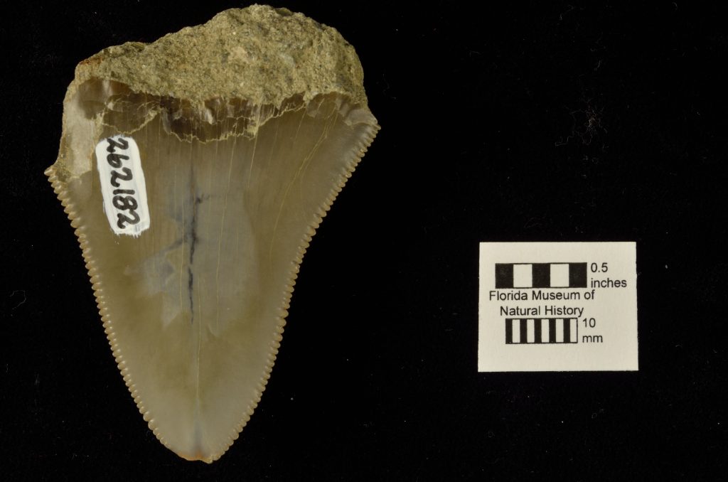 tooth of Carcharocles chubutensis
