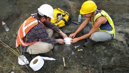 Collecting a peccary jaw