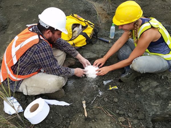Jorge Moreno Bernal and Fall 2014 Field Intern Lillian Pearson collecting a partial fossil peccary jaw covered in plaster. Photo courtesy of Hannah O’Neill.