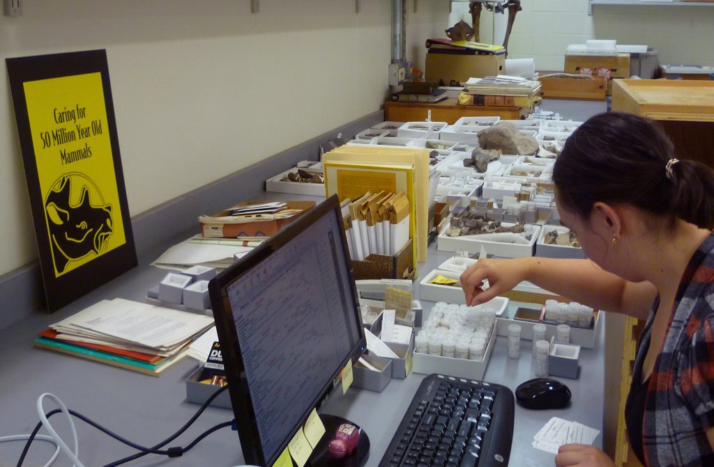 Dawn updating Field Museum catalogue records of Eocene mammals. (Photo courtesy of Susumu Tomiya)