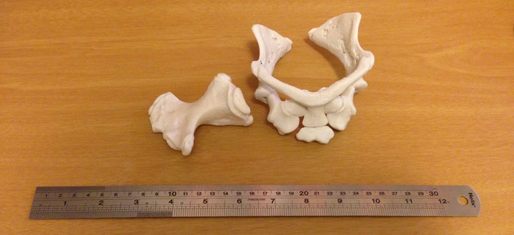 A 3D-printed model of the shoulder girdle and right humerus of the short-beaked echidna Tachyglossus aculeatus. The model was printed at twice the size of the original specimen. (Photo courtesy of Dawn Mitchell)