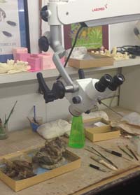 The fossil lab station where Dawn prepares the dugong vertebrae. She uses a surgical microscope that can easily pivot to get multiple views of the fossil while she uses tools to remove matrix.
