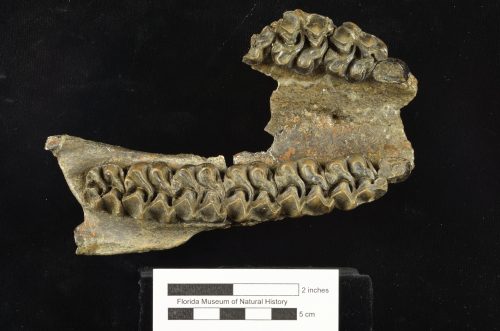 UF 236937, a partial maxilla of the fossil horse Anchitherium clarencei. (Photo © VP FLMNH)