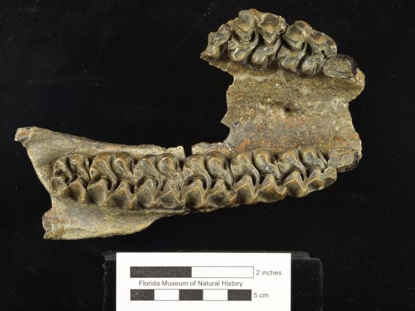 UF 236937, a partial maxilla of the fossil horse Anchitherium clarencei. (Photo © VP FLMNH)