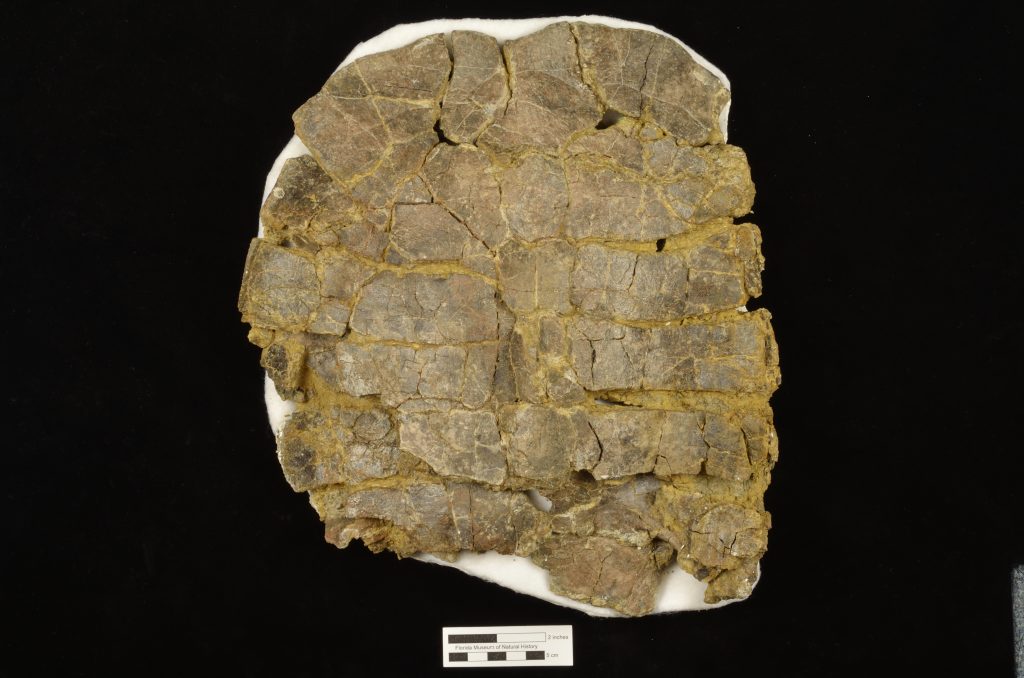 UF 237887, the partially articulated shell of Rhinoclemmys panamaensis. (Photo © VP FLMNH)