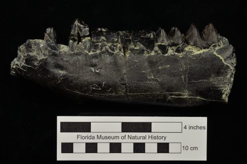 The left dentary of the anthracothere, Arretotherium meridionale (Photo © VP FLMNH)