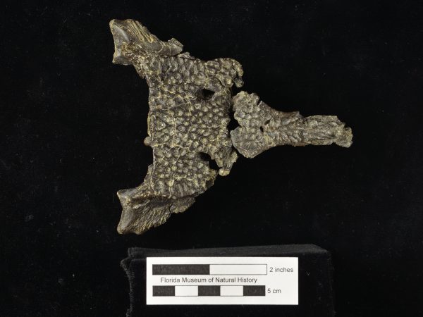UF 262800, part of the skull of the crocodylian Centenariosuchus gilmorei. (Photo © VP FLMNH)