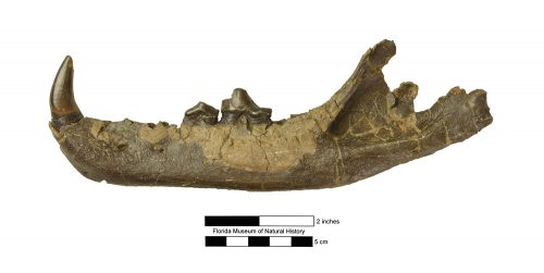 Cynelos sp.- left mandible