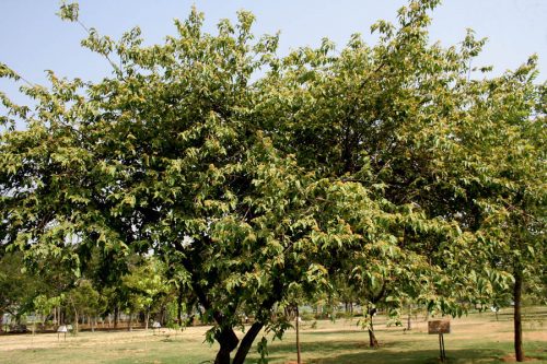 Guazuma ulmifolia (West Indian Elm)