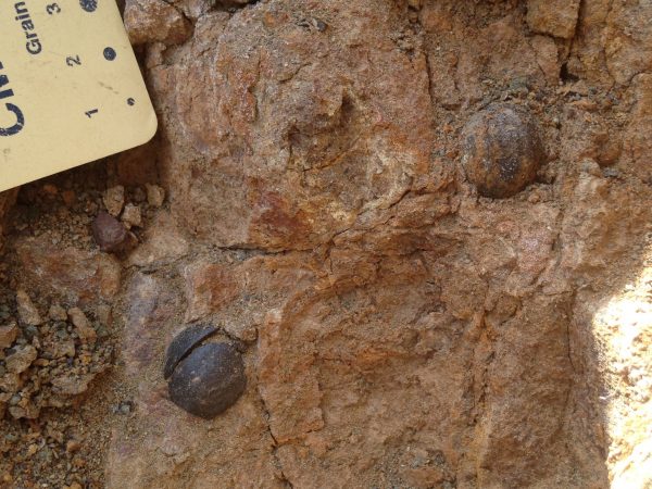 Two fossil seeds discovered in the orange sandstone