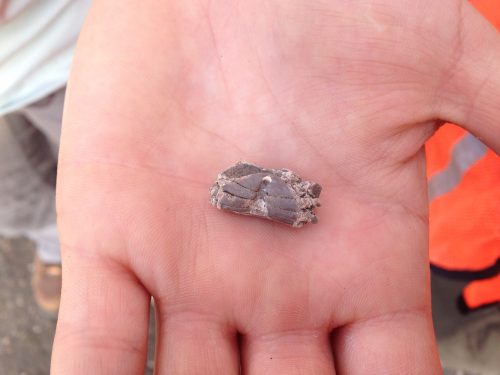 A crab fossil collected from the Culebra Formation! The previous group of interns collected over 200 of these little creatures!