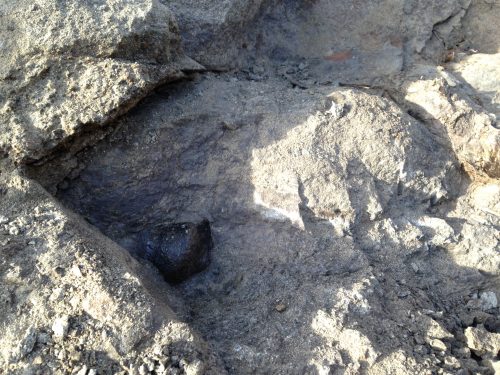 Mystery bone! Just the tip is sticking out... We're in the process of carefully removing the surrounding rock.