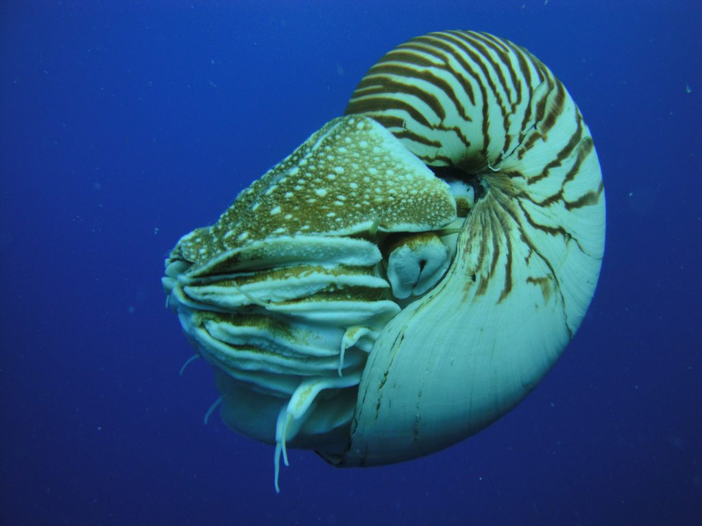 A modern-day Nautilus belauensis. Photo © Manuae, from Wikimedia.