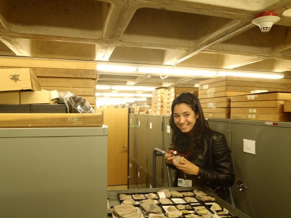 Spring-Summer museum intern Ariel Guggino examines leaf fossils in the paleobotany collections at FLMNH.