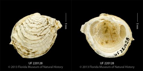 UF 220128, the right valve of the clam Chama berjadinensis. The two shiny impressions on the left and right sides of the inside of the valve are the adductor muscle scars. These muscles are used to pull the valves together and close the shell. (Photo © IVP FLMNH)