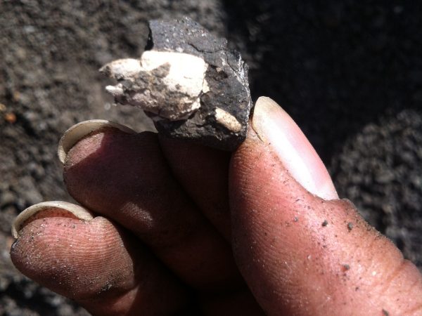 Shrimp claw. You can just make out the pincers on the left side.