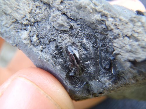Possible horse tooth?