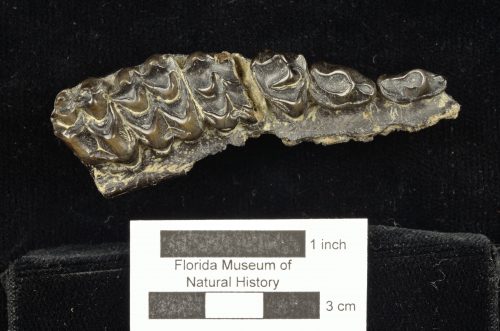 UF 237877, the right maxilla of Paratoceras coatesi. (Photo © VP FLMNH)