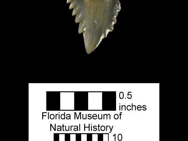 UF 242872, the tip of an upper tooth of Hemipristis serra. (Photo © VP FLMNH).