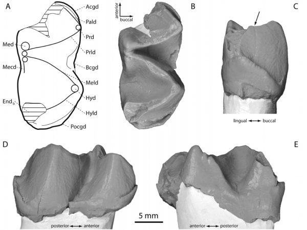 Different views of a cast of UF 280165, a right m1 or m2 of a chalicotheriid. A: Schematic drawing showing morphology of occlusal view; B: Occlusal view; C: Posterior view; D: Buccal view; E: Lingual view. (Figure excerpted from Wood and Ridgwell 2015)