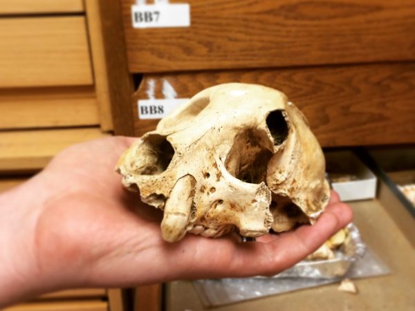 The skull of Archaeolemur at the Duke Fossil Primate Center.