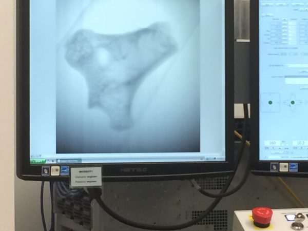 A Sciurid humerus from the Thomas Farm site in Florida, as it was being scanned.