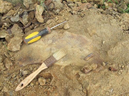 Two crocodile teeth, a ray tooth (both bottom-right), and a possible mammalian pelvis or shoulder plate.