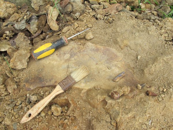 The fruits of Jorge Moreno Bernal‘s labor at Lake Alajuela. Two crocodile teeth, a ray tooth (both bottom-right), and a possible mammalian pelvis or shoulder plate.