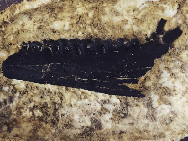 The Nothokemas mandible in it’s jacket, after it had been cleaned by a volunteer.