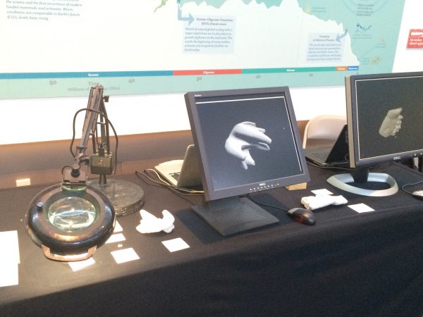 The portion of the table where we talked about our work with CT-scanning and 3D-printing fossils.