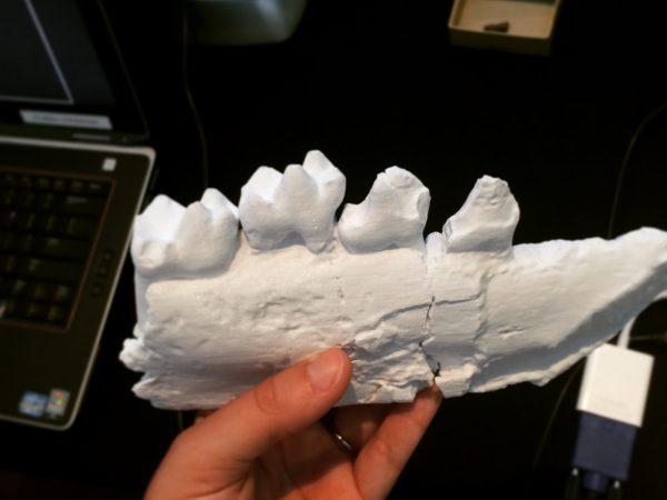 A 3D print of a Cantius specimen, an adapiform primate.