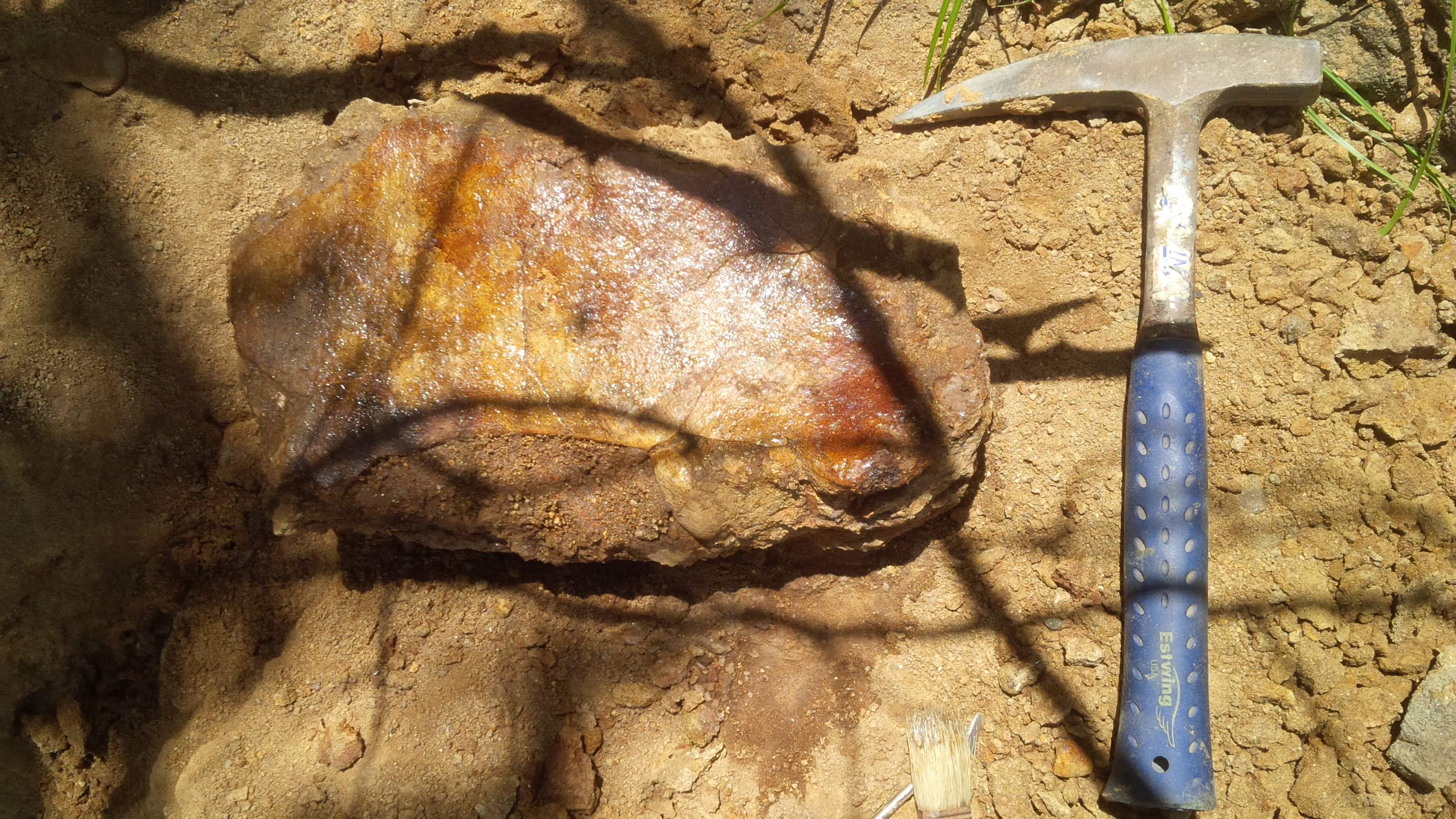 An amazing find. The large bone plate was found relatively compete in situ. This specimen was collected from the relatively weathered sandstone horizon on the southern shore of the lake.