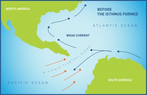 Ocean currents before the formation of the Isthmus of Panama. Photo Smithsonian Tropical Research Institute