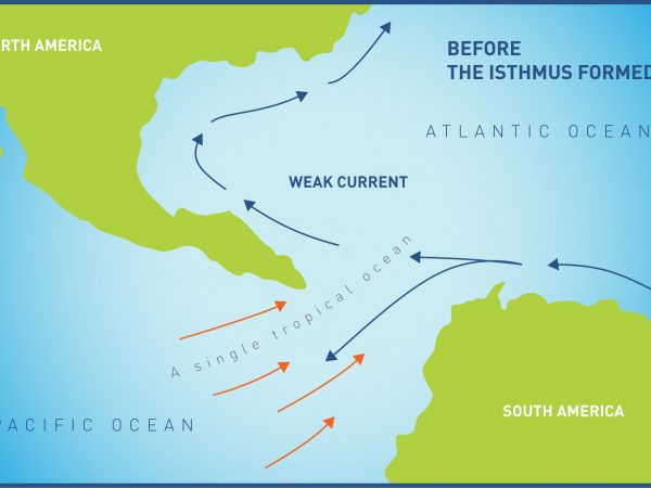 Ocean currents before the formation of the Isthmus of Panama. Photo Smithsonian Tropical Research Institute