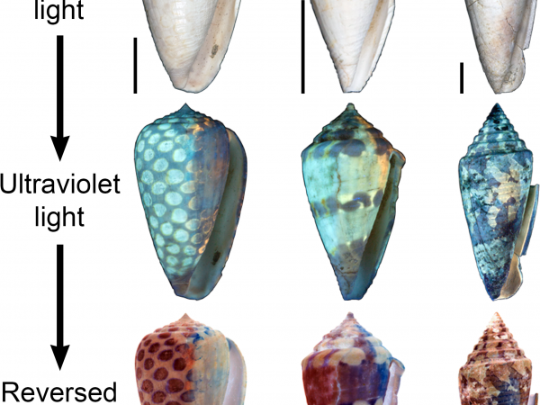 A figure from Jonathan Hendricks’ paper showing different shells in normal light and how they appear under ultraviolet light. The third row shows the ultraviolet image with the colors reversed to show that the brightest glow under UV light corresponds to the darkest pigmentation. Scale bar = 1 cm. (Photo excerpted from Hendricks 2015)