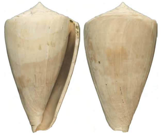 Cone Shells – Rare, Beautiful & Fascinating: 100 Years @FloridaMuseum