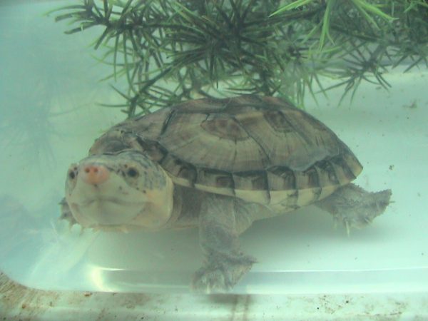 A photo of a modern Staurotypus salvinii, the Chiapas Giant Musk Turtle. The publication describing S. moschus claims that the fossil turtle has its closest affinities with S. salvinii. (Photo © L. A. Dawson)
