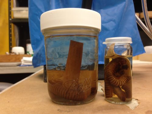 Two sample specimen from the State Museum of Entomology in Gainesville, Florida. Loaned by Dr. G.B. Edwards
