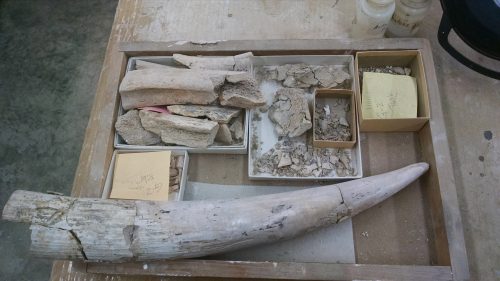 A gomphothere’s tusk and rib bone